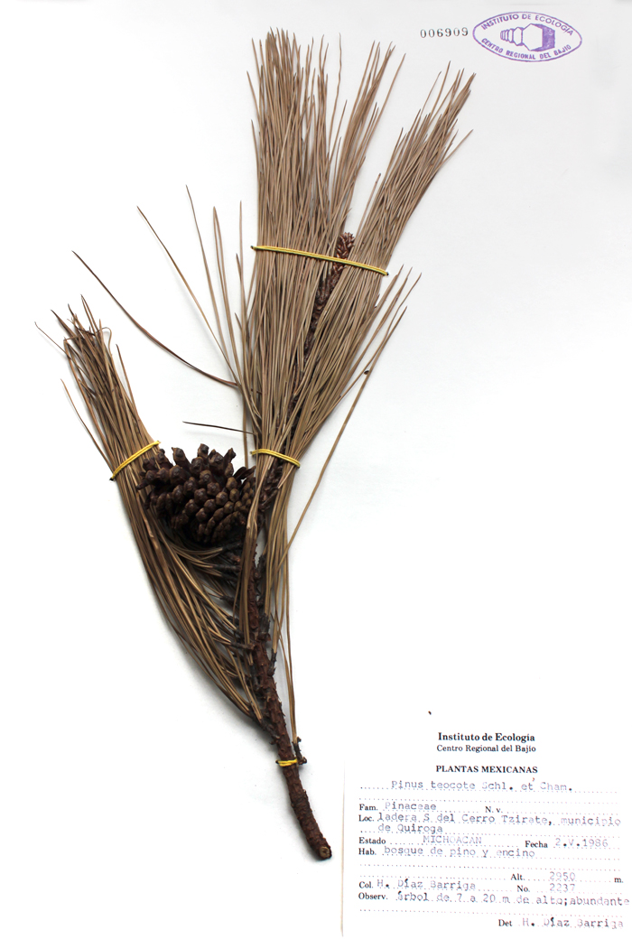 Pinus teocote